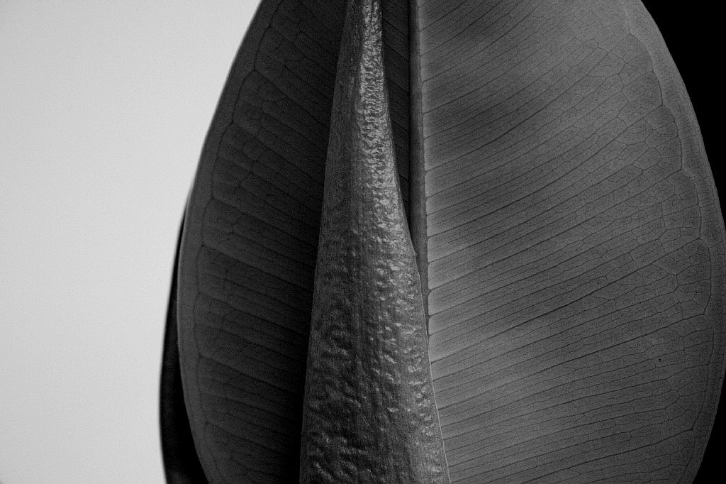 ficus2.jpg