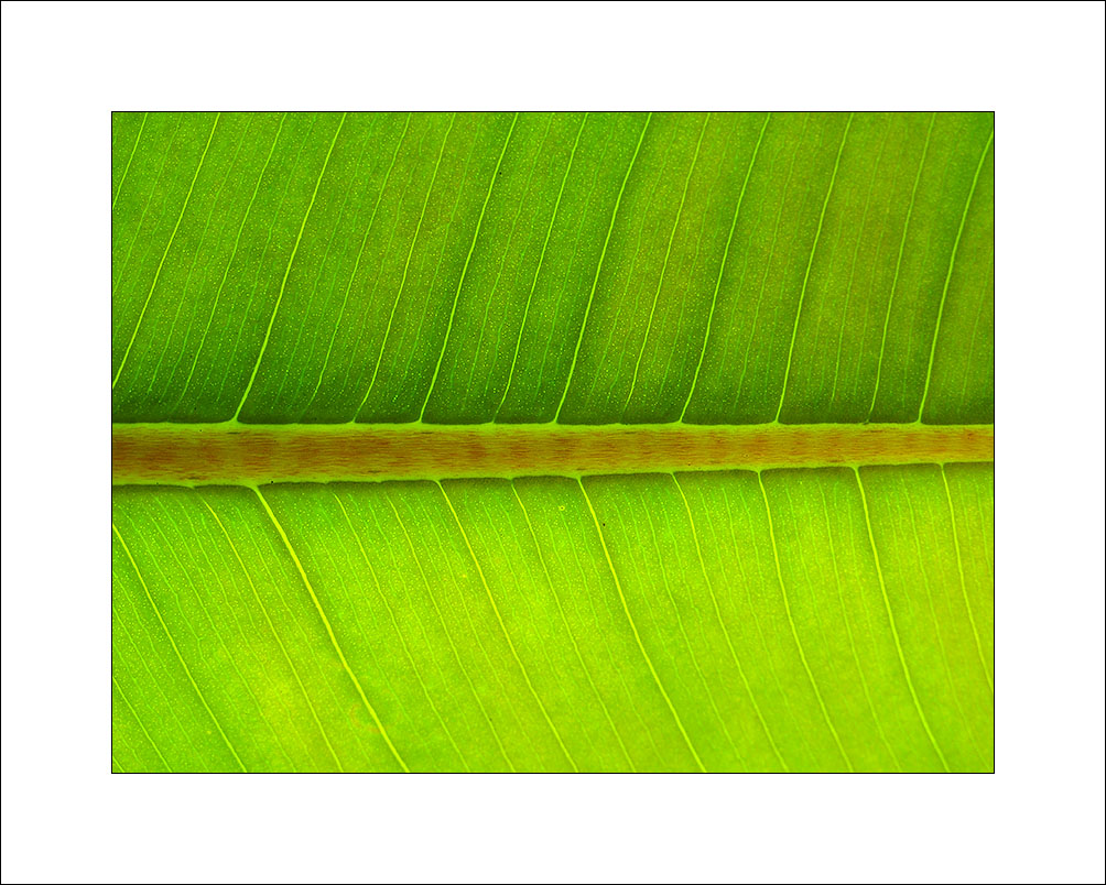 Ficus Bianco_MG_4923.jpg