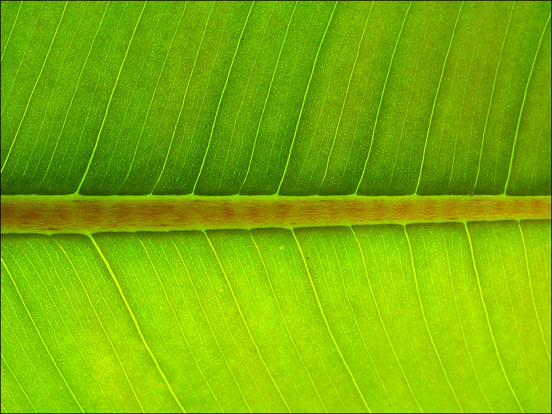 Ficus senza_MG_4923.jpg