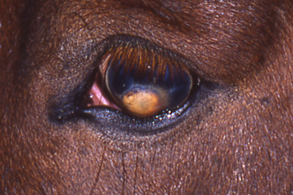 File0001crop.jpg