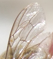 fio-crop-2.jpg