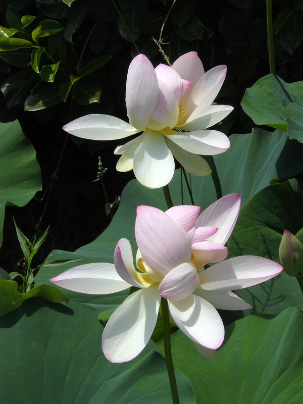 fior-di-loto.jpg