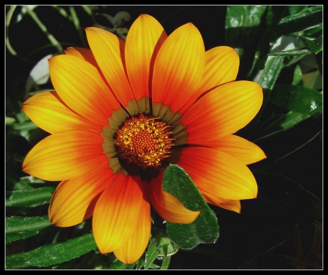fiore-02.jpg