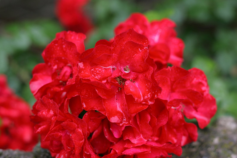 fiore-1.jpg