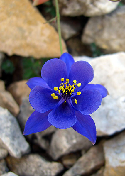 fiore-2.jpg