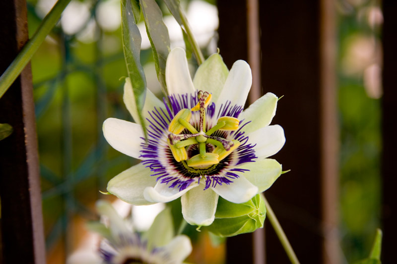 fiore-2.jpg