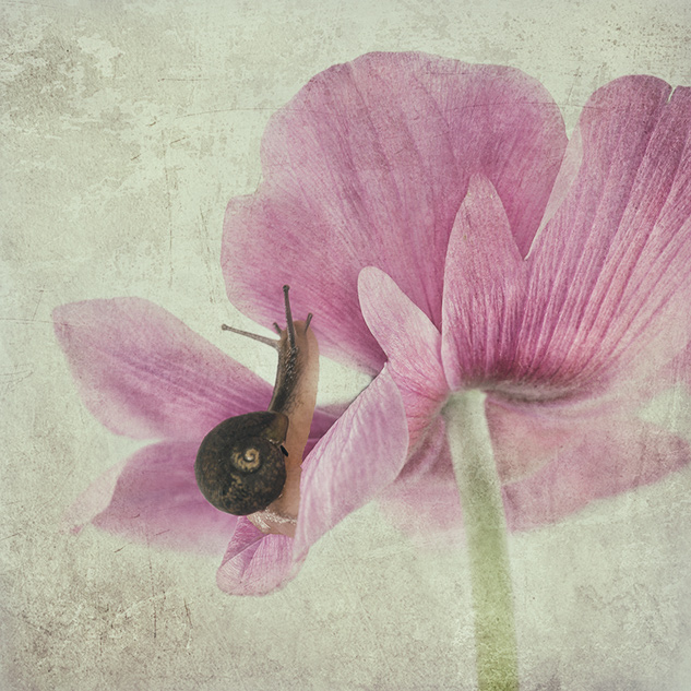 Fiore-&-Chiocciola.jpg