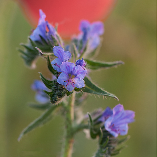 Fiore-azzurro-Quadro_MG_7770.jpg