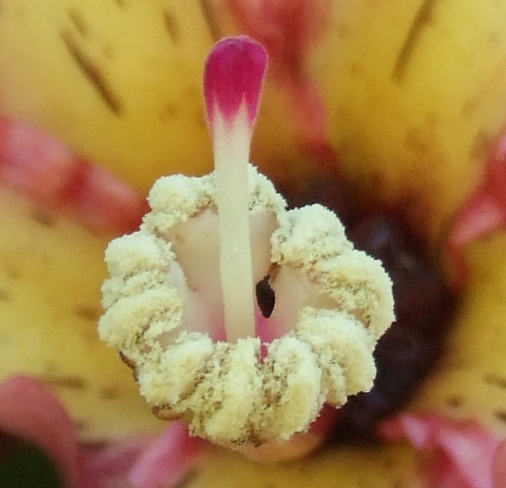 fiore-crop.jpg