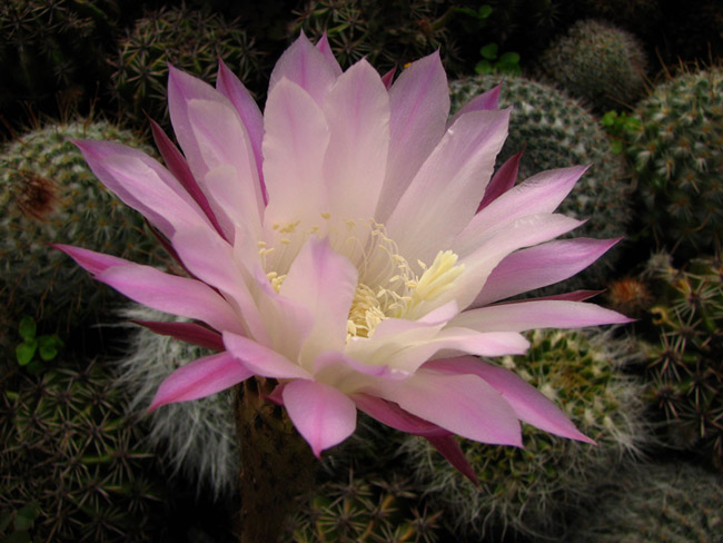 FIore-di-cactus.jpg