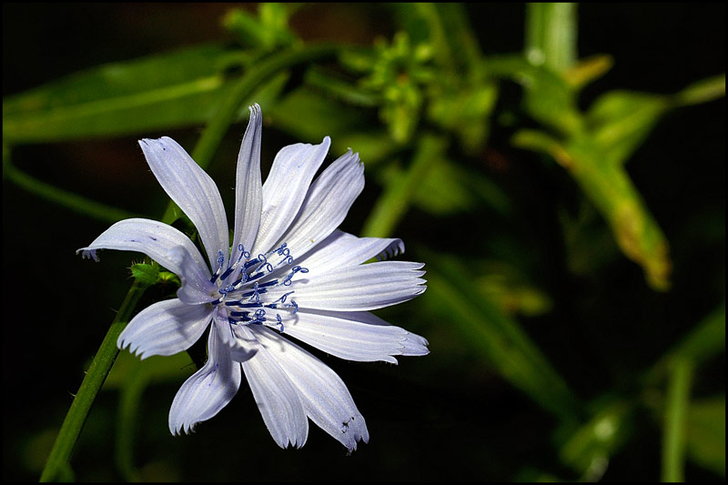 fiore-di-campo-1.jpg