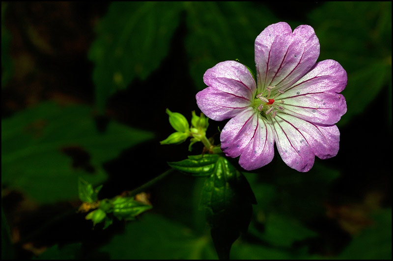 fiore-di-campo-2.jpg