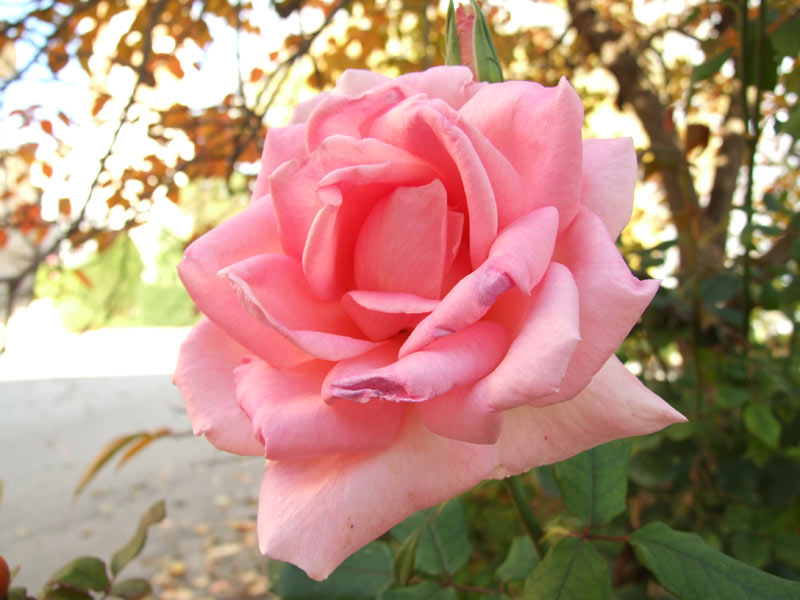 Fiore-di-rosa.jpg