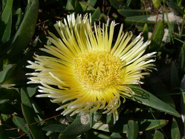 fiore-grassoorig.jpg