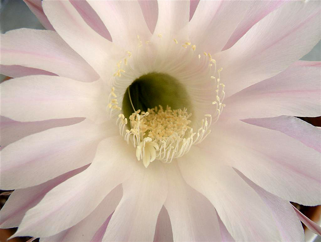 fiore-modif.jpg