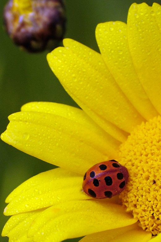 Fiore-Mr-t.jpg