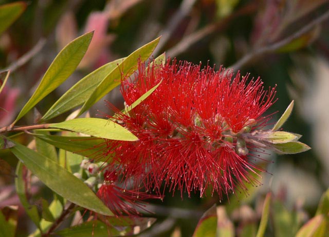 fiore-rosso.jpg