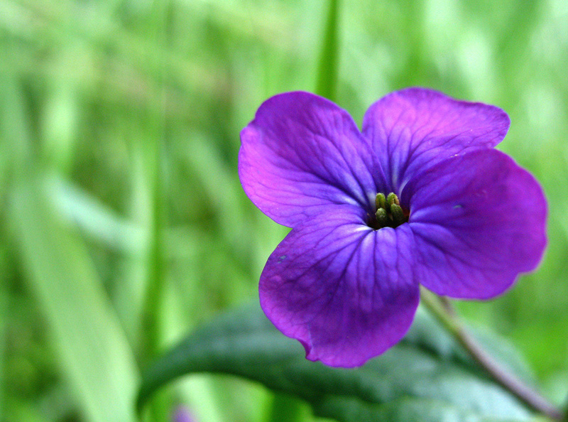 fiore-viola-in-macro1.jpg