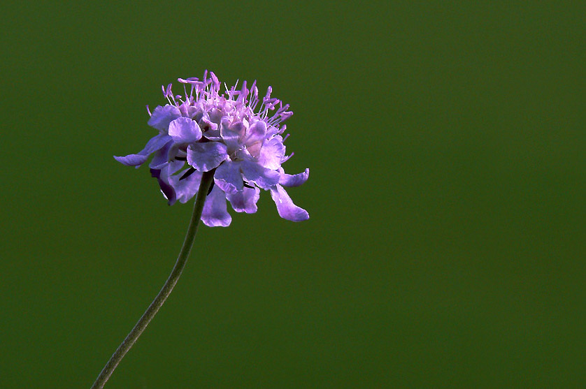 fiore-viola.jpg