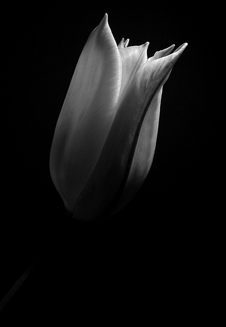 fiore-web.jpg