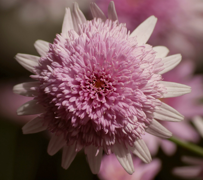 Fiore.6.jpg