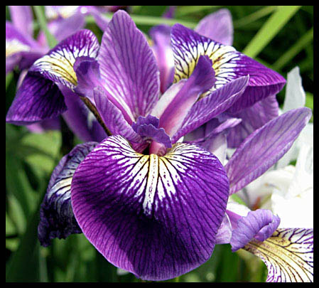 fiore.jpg