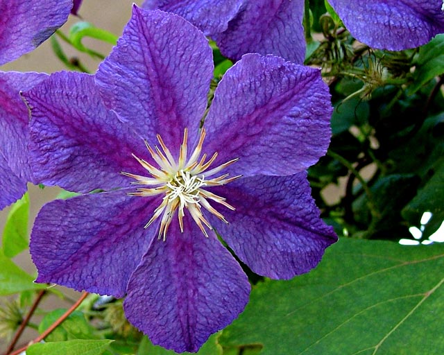 fiore03.jpg