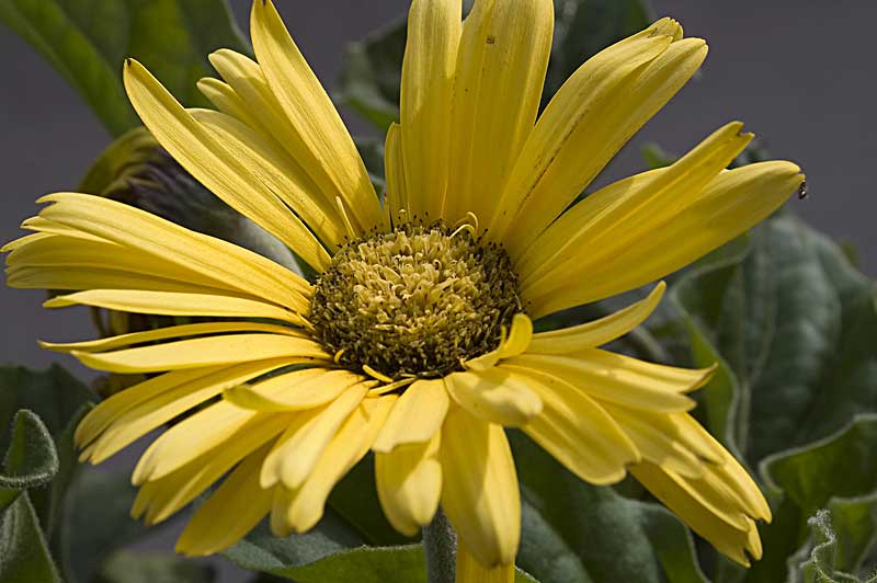 fiore1.jpg