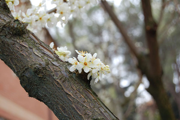 fiore1.jpg