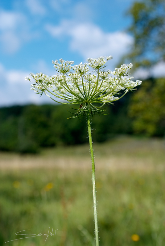 Fiore1_small.jpg