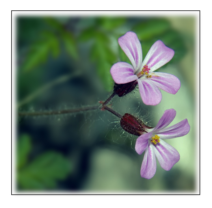 fiore2000.jpg