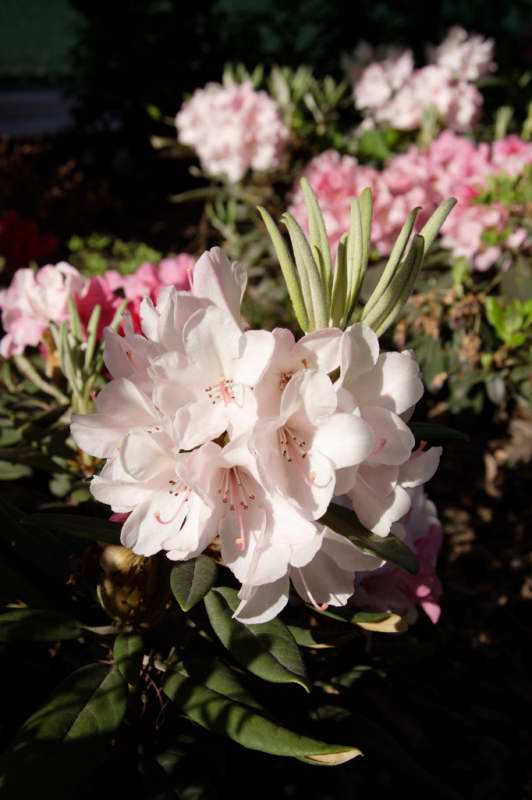 FIORE2.jpg