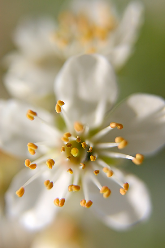 fiore3.jpg
