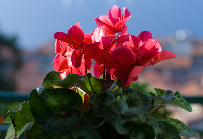 fiore3.jpg