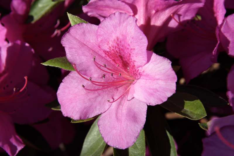 FIORE3.jpg