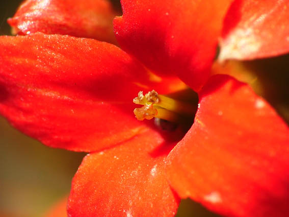fiore4.jpg