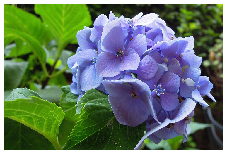 fiore.jpg
