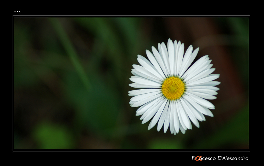 fiore.jpg