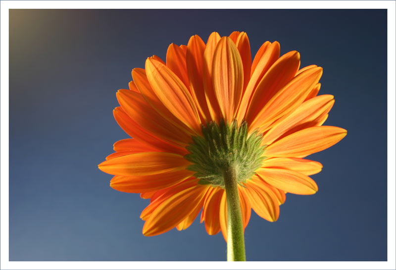fiore.jpg