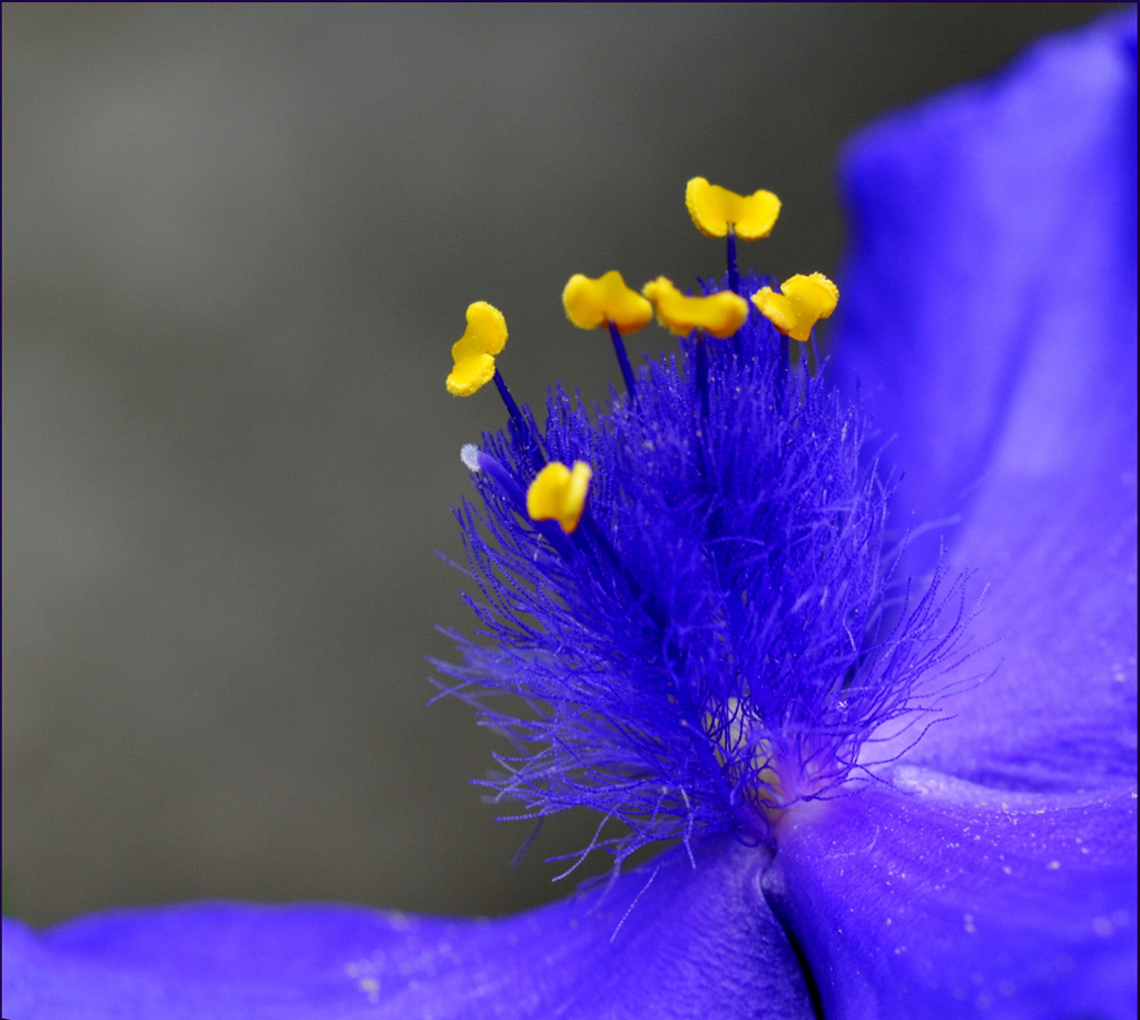 fiore.jpg