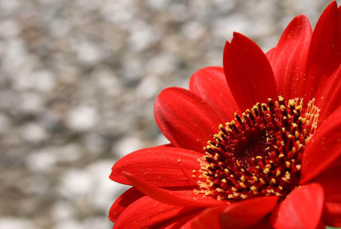 fiore.JPG