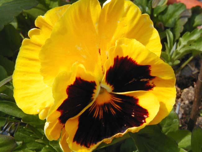 fiore.JPG