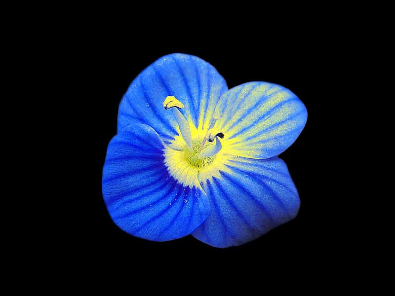 Fiore.jpg