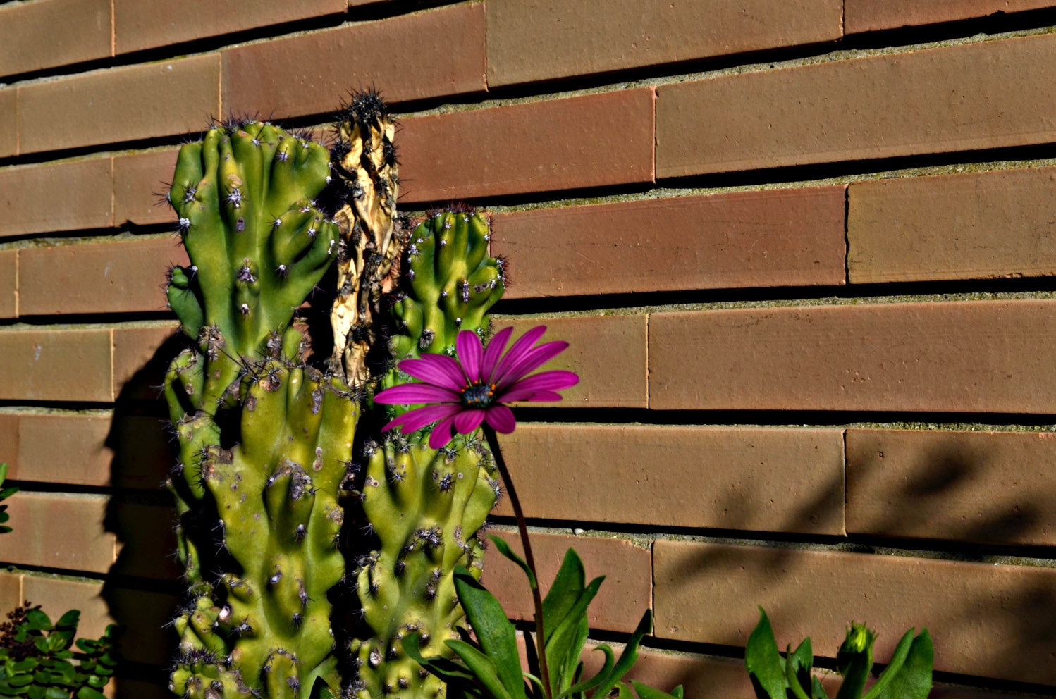 fiore.jpg