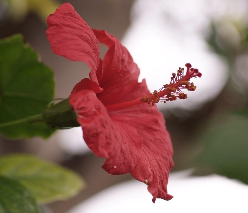 Fiore.jpg