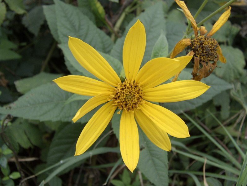Fiore.jpg