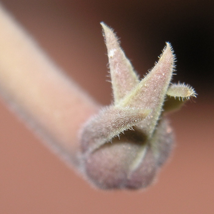 fiore.jpg