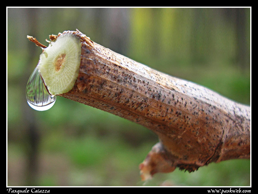 fiore.jpg