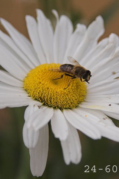 Fiore_24-60.jpg