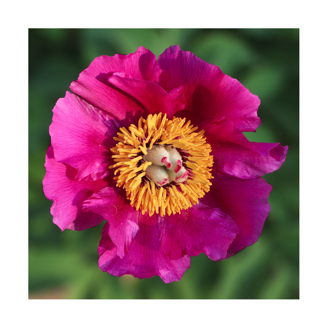 fiore.jpg